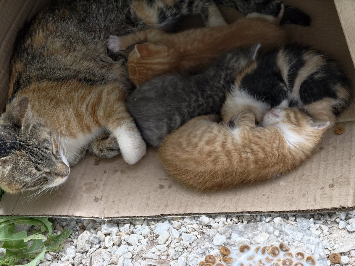 睡觉觉觉 tweet media