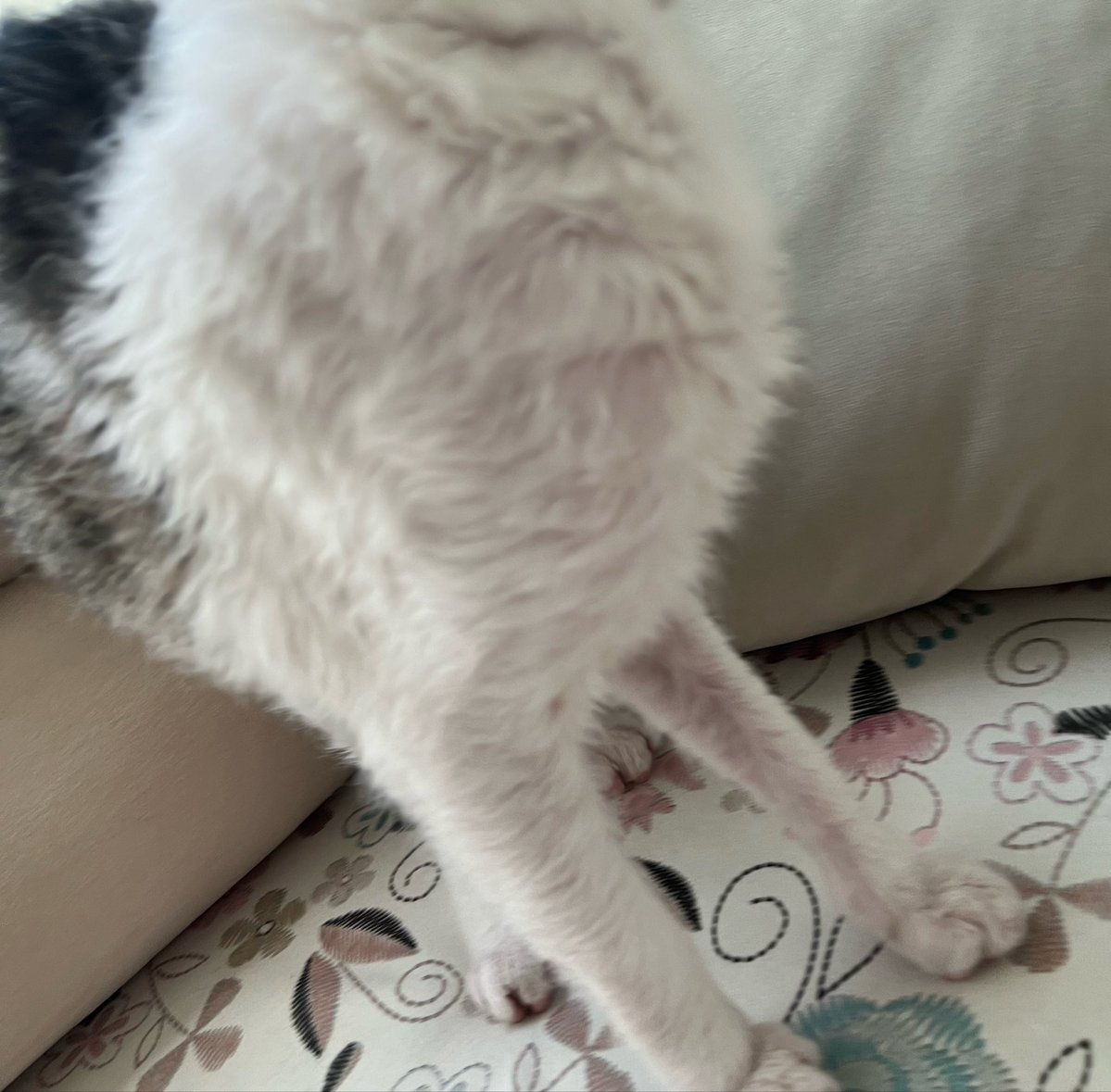 lili🐾 tweet media