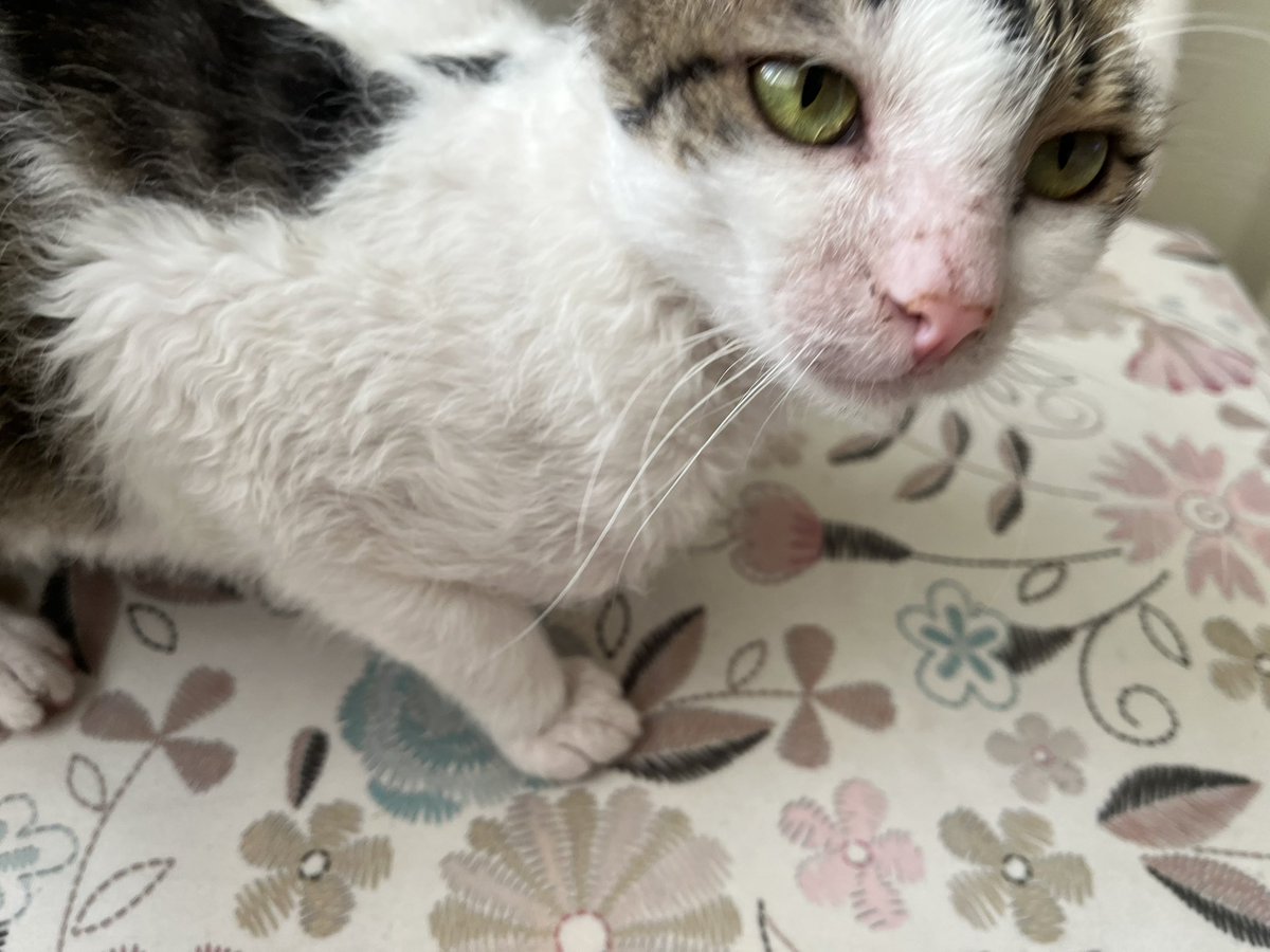 lili🐾 tweet media