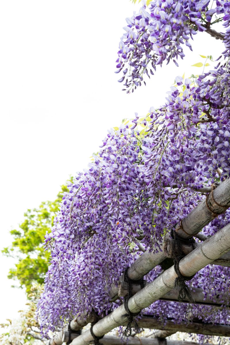 中野 広夢（ロペス）/ Hiromu Nakano tweet media