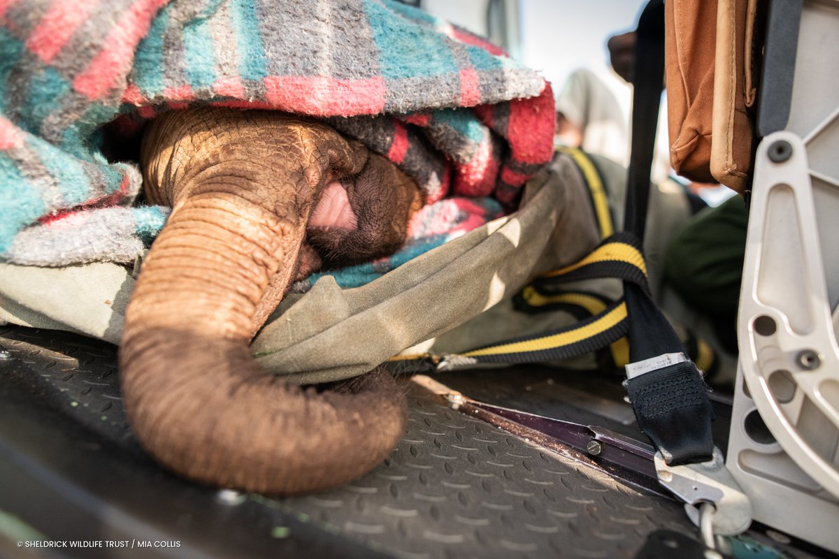 Sheldrick Wildlife Trust tweet media