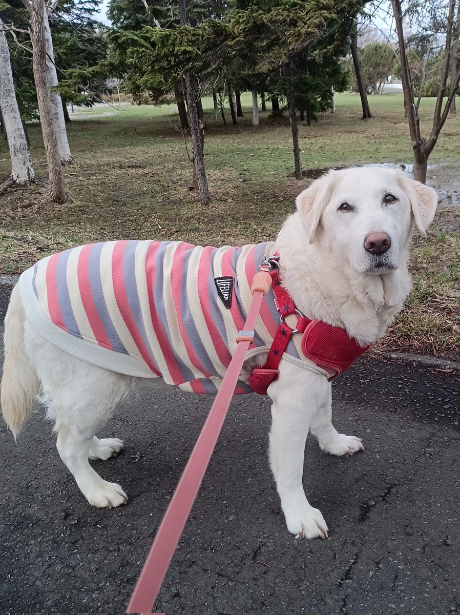 ヴァレリーLove tweet media