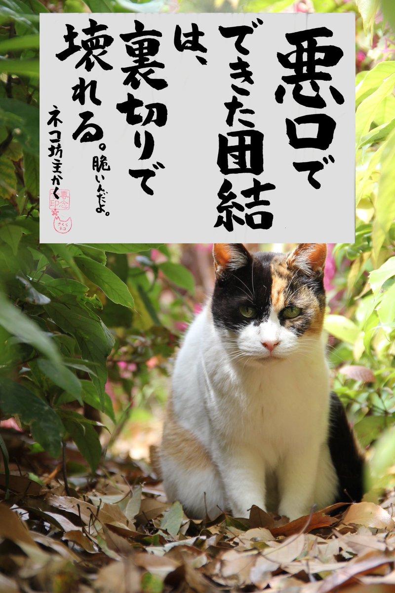 専念寺/ネコ坊主 tweet media