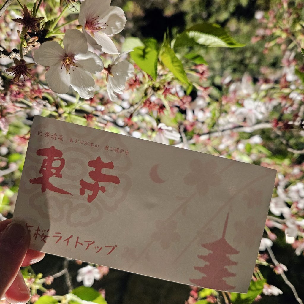 cielo_azul_24's tweet photo. 本日最終日の東寺のライトアップと夜間特別拝観へ🌸 ほぼ葉桜でしたがかろうじて八重桜はまだ咲いてました
講堂の立体曼荼羅ほんと好き https://t.co/7AGBISRiuB