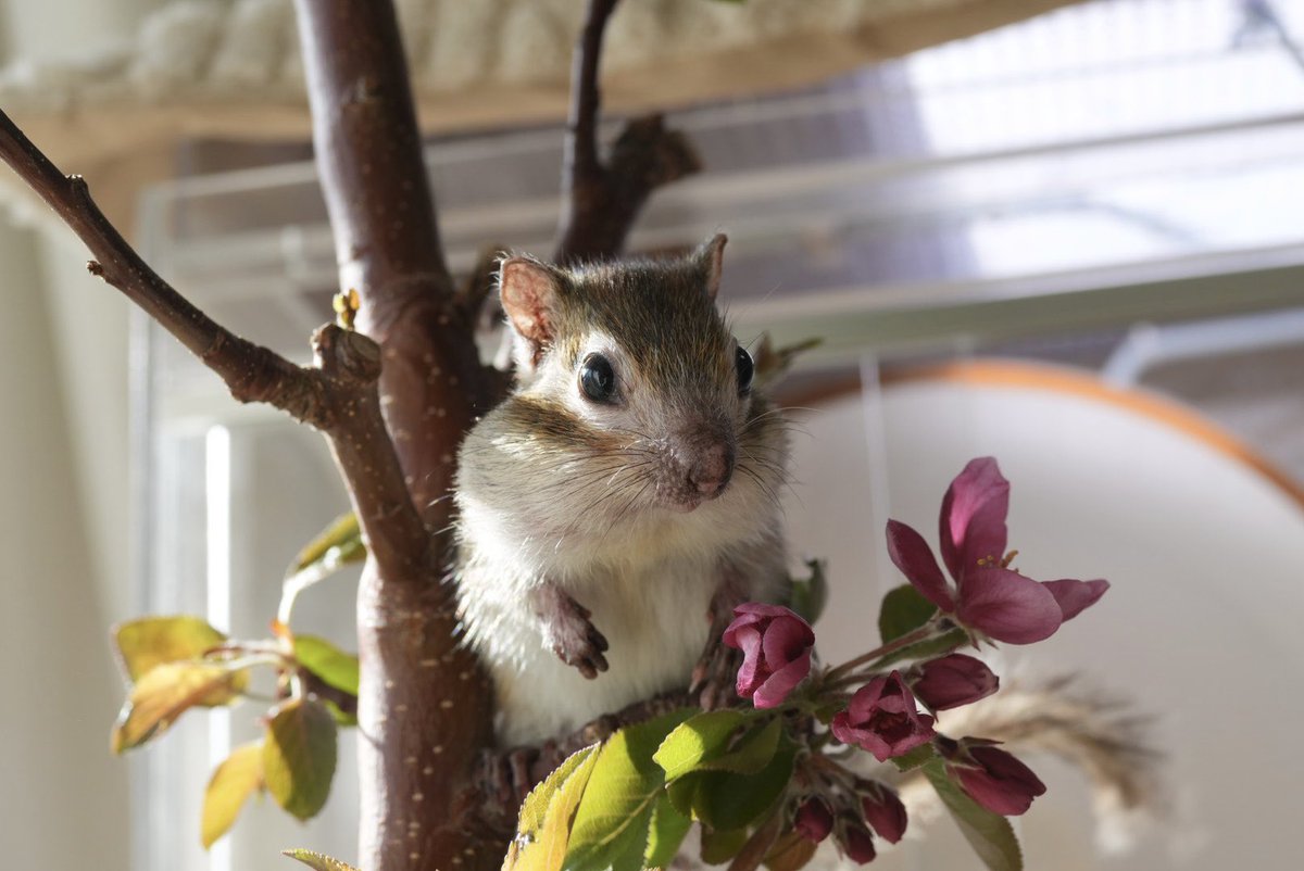 りすさん🐿️ tweet media