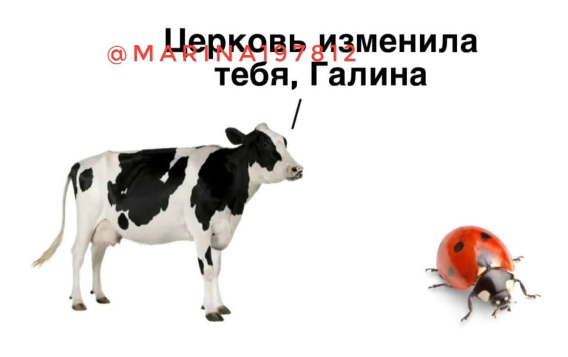 Трепанг-психотерапевт tweet media