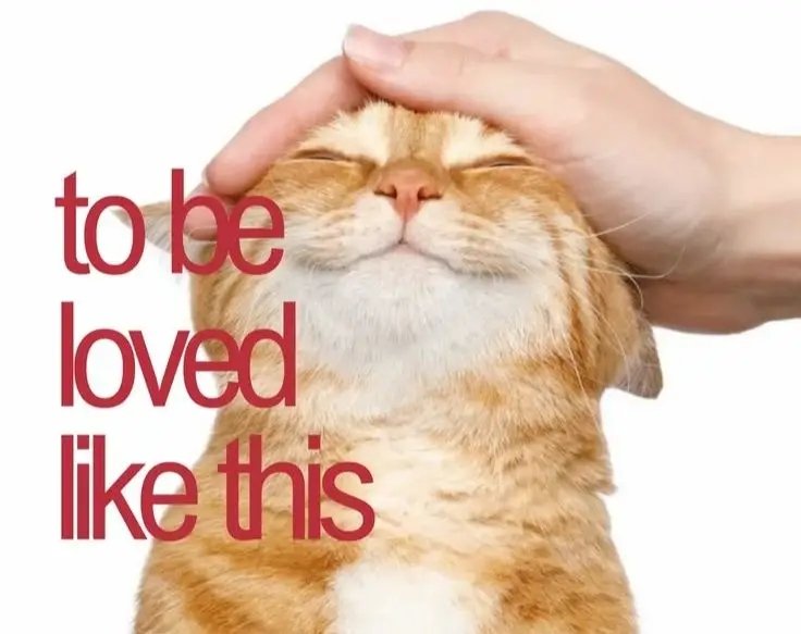 Himanshu Kashyap tweet media