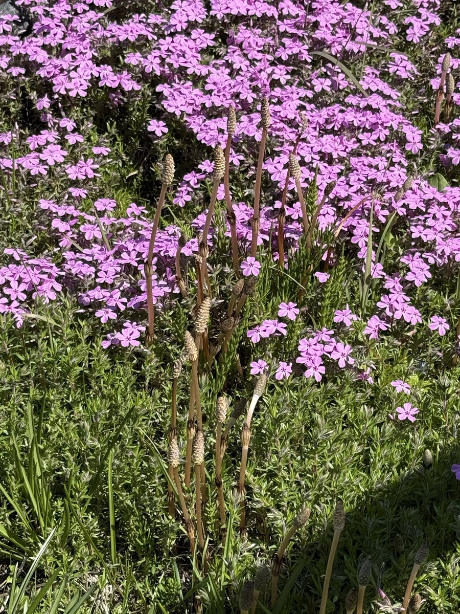 cнιℓιριℓιcσ♥チリピリ子 tweet media