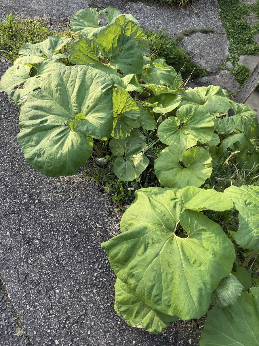 cнιℓιριℓιcσ♥チリピリ子 tweet media