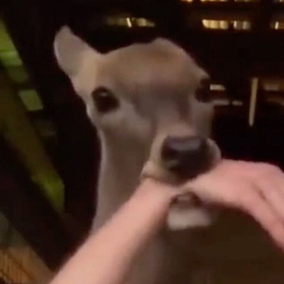 holly ִֶ ⋆𐙚❅🦌*°⋆❆. tweet media