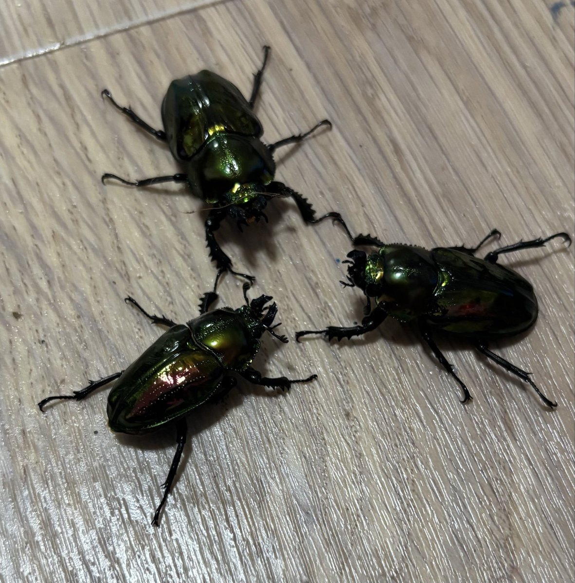 あとらんた@通常運転 tweet media