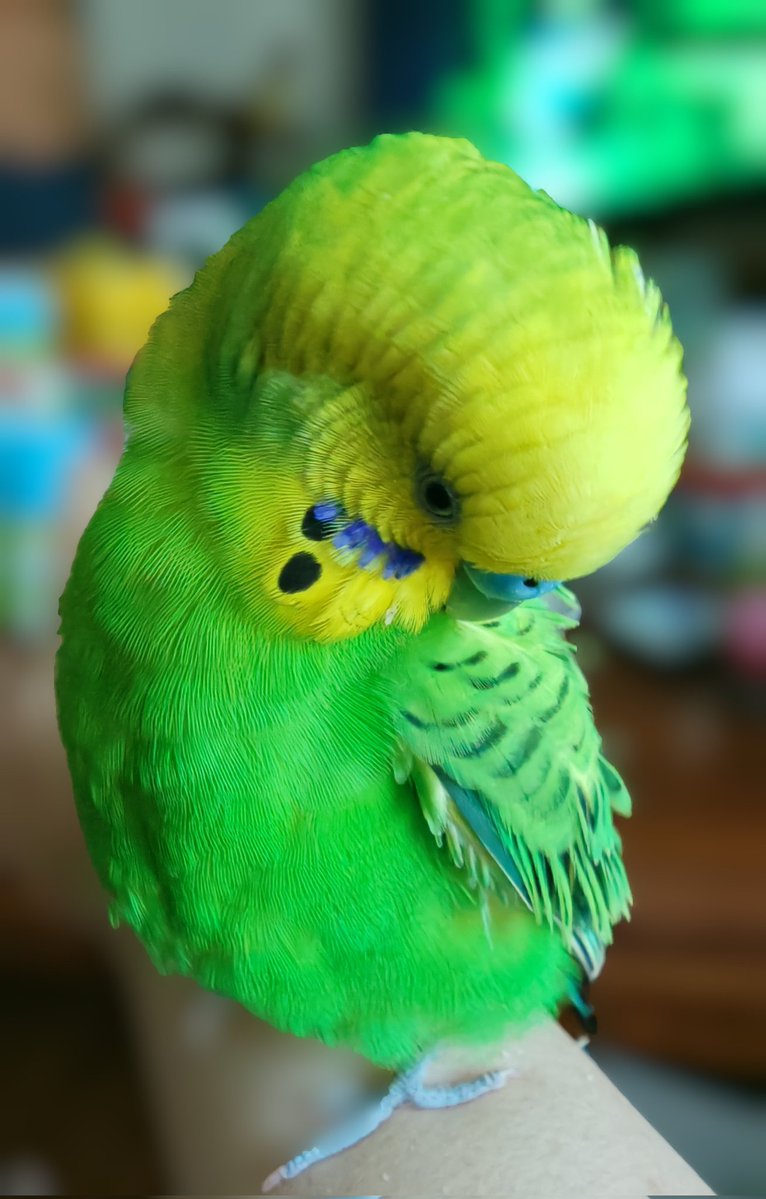 がんばってバードドックを受けてきたえるちゃん🐥
メガバクによる筋胃拡張は変わらずだけど、他には異常なし✨
帰宅後は念入りにお手入れ🐥
#セキセイインコ