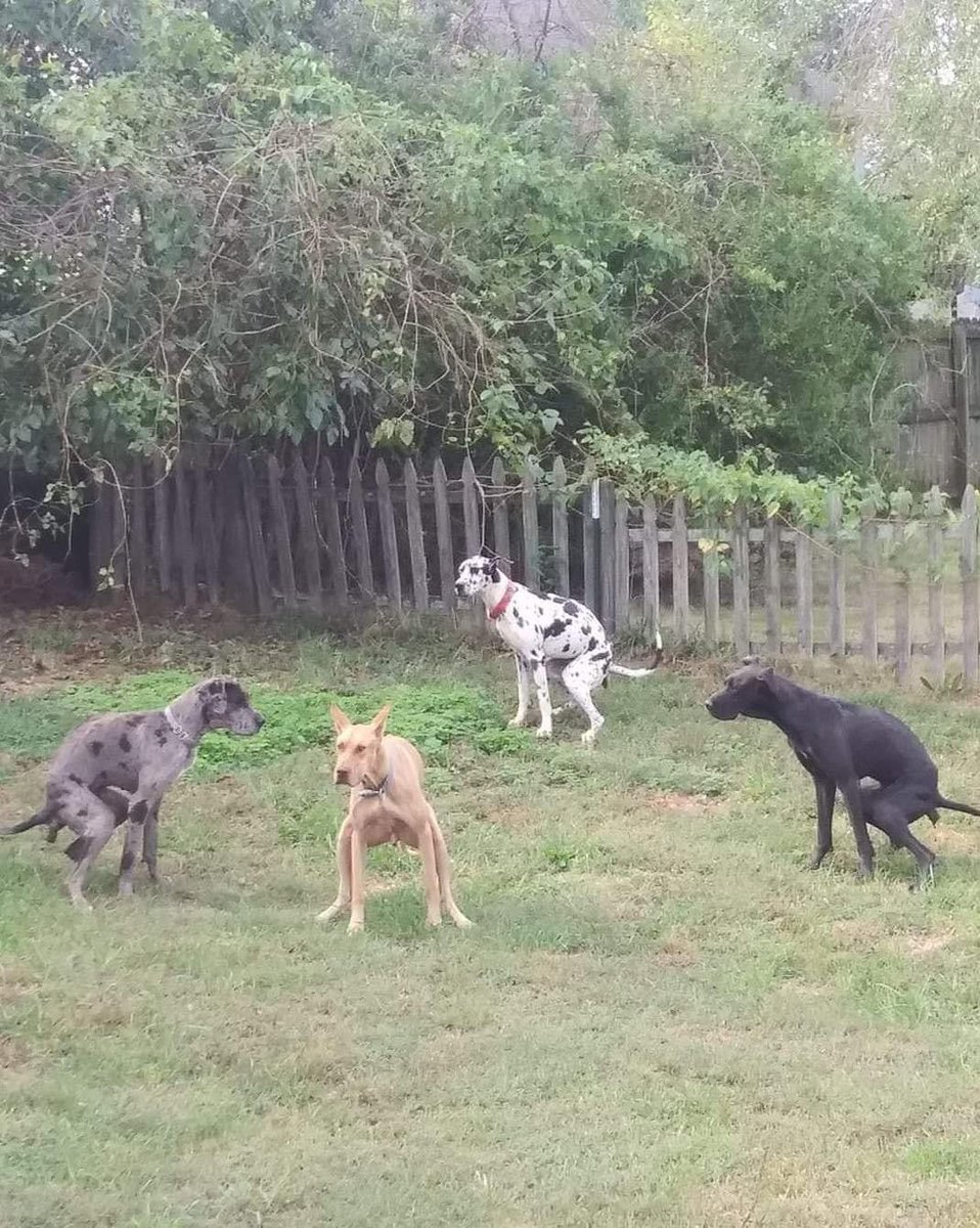 vitor fernandes 🏅 tweet media