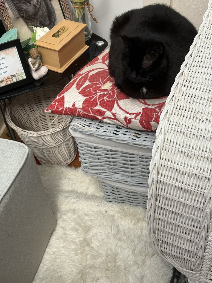 maureen elis tweet media