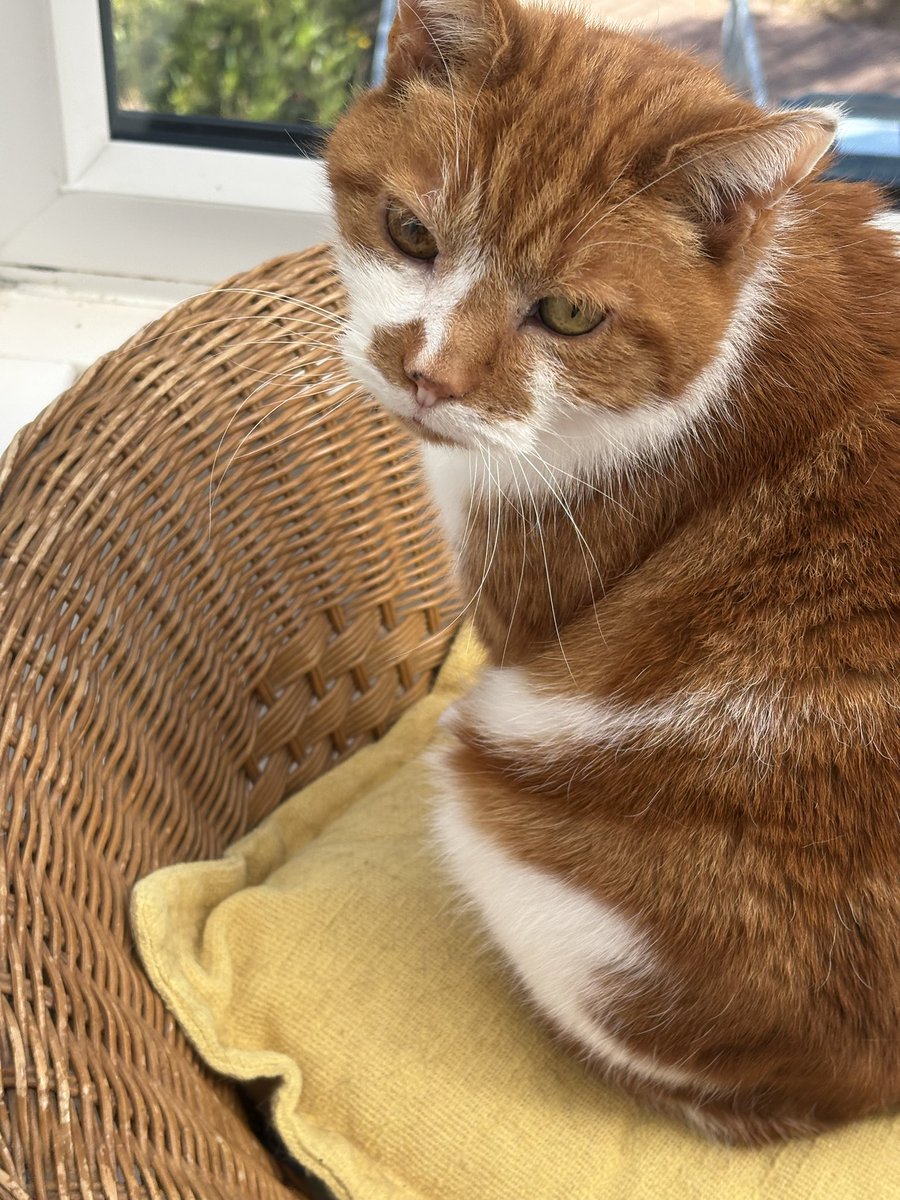 maureen elis tweet media