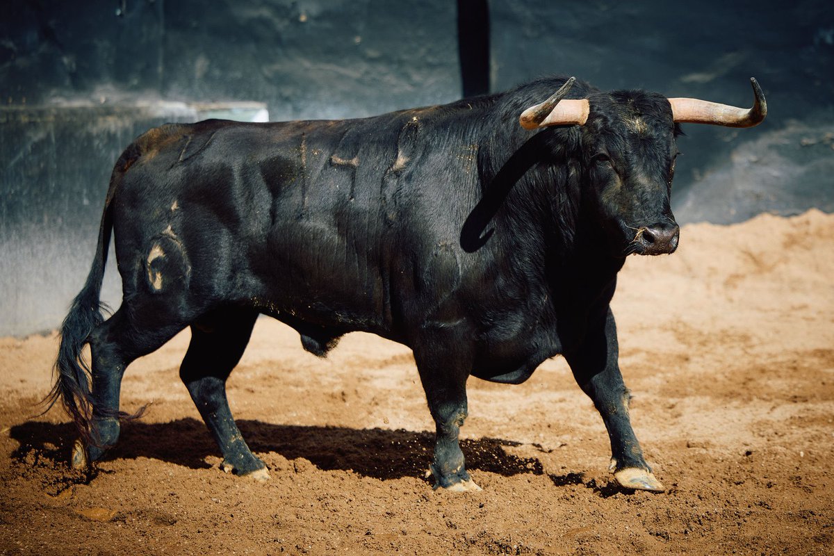 Sentir Taurino tweet media