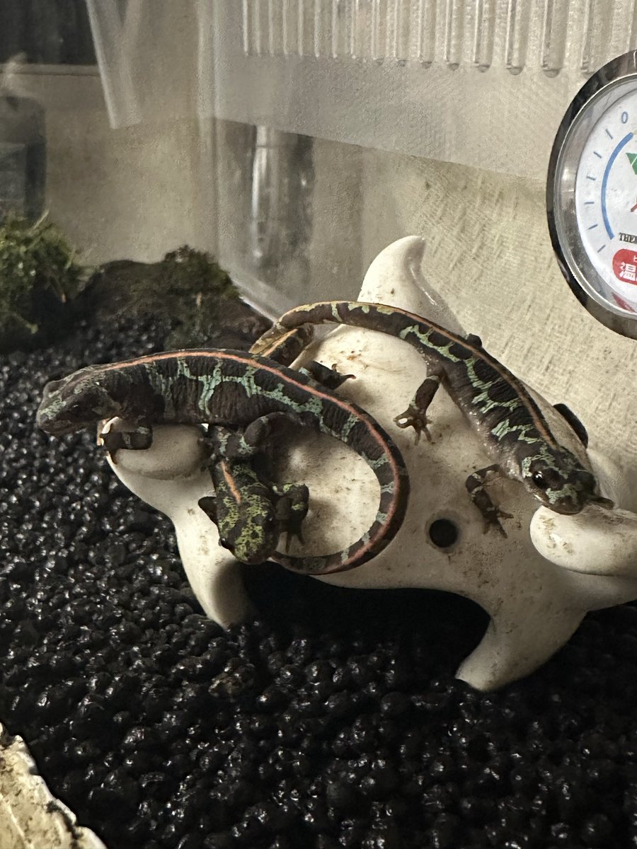 さすけ tweet media