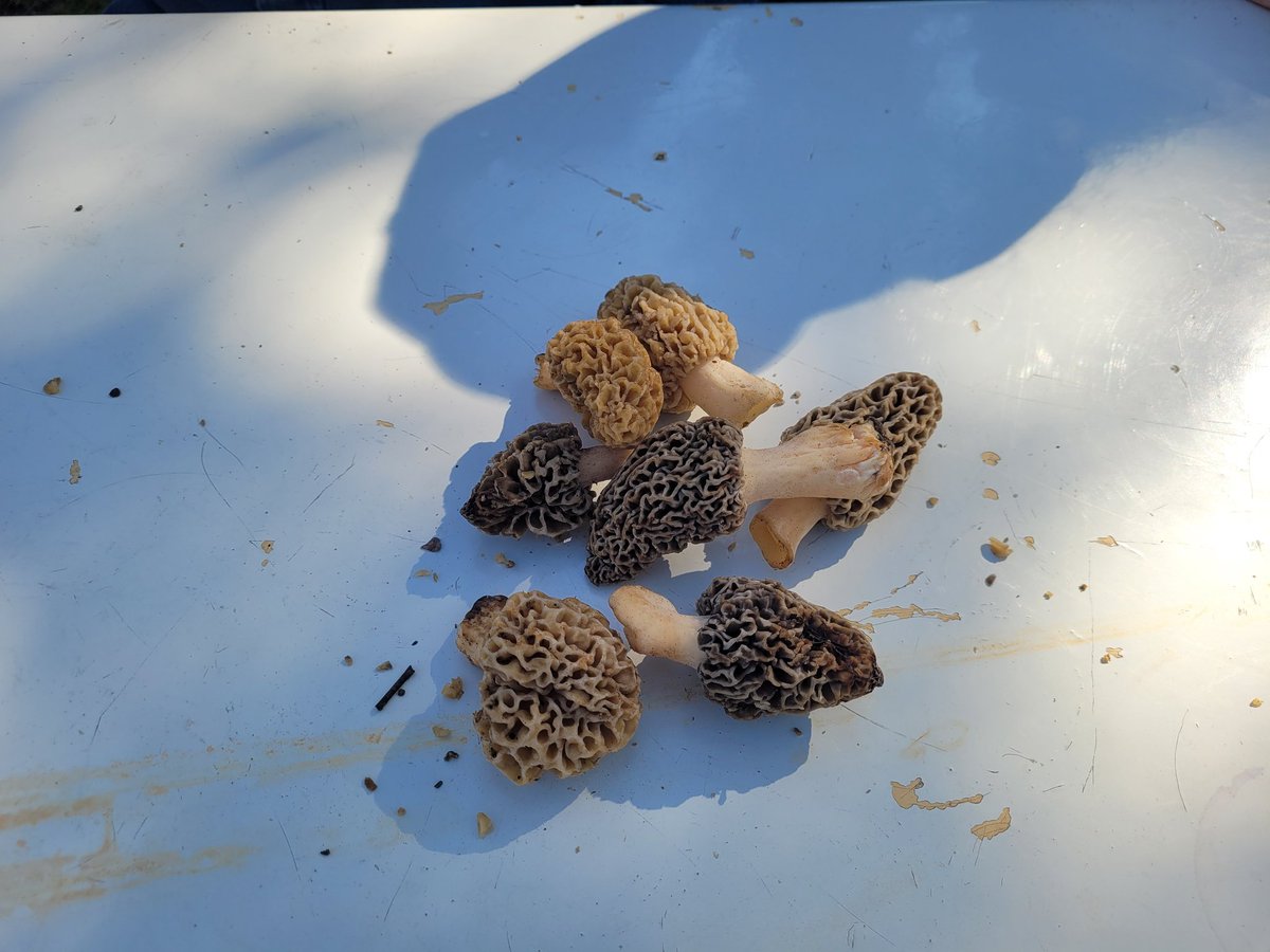 🍄🚜Uncle Ron tweet media