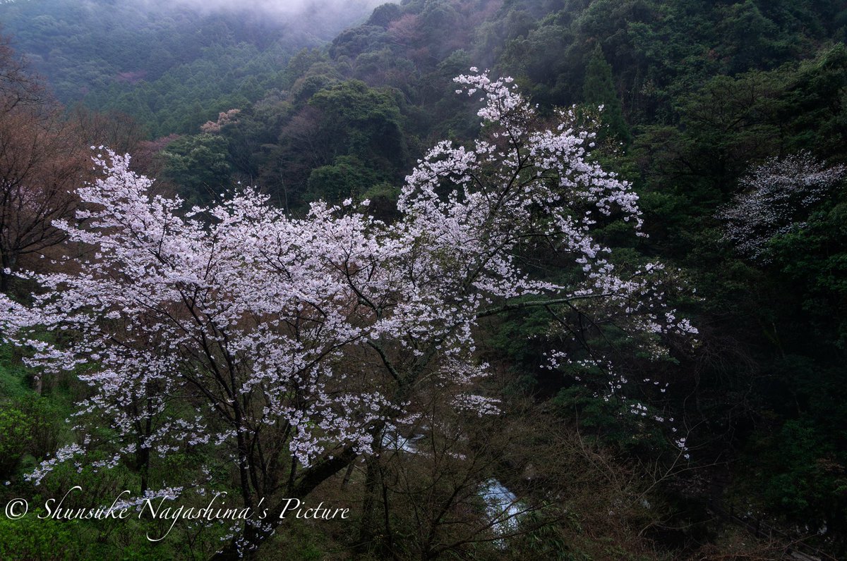 写真家・永島俊介 Shunsuke Nagashima tweet media