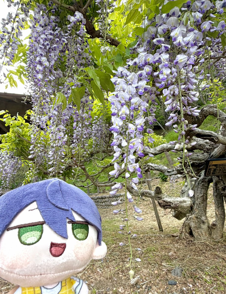 蒼(そう) tweet media