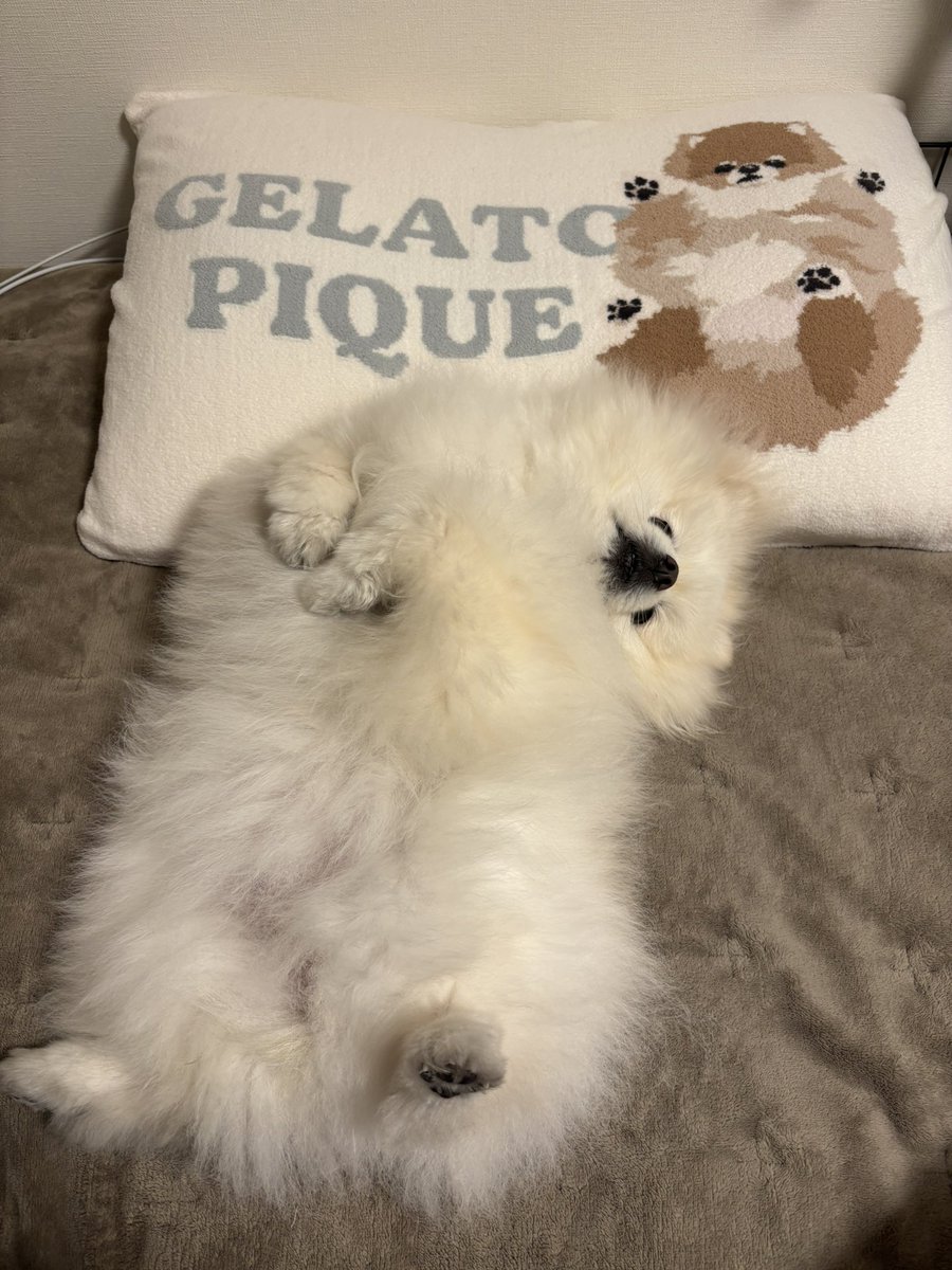 クリームポメの歌舞伎 tweet media