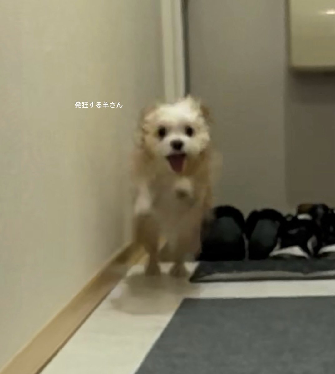 羊さんとトラさん tweet media