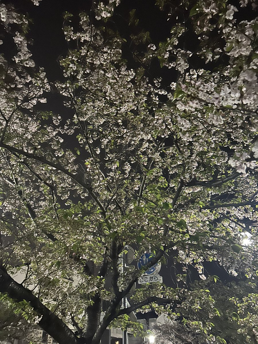 jv92801's tweet photo. もう大分緑🟢 https://t.co/HPoUBVq4zz