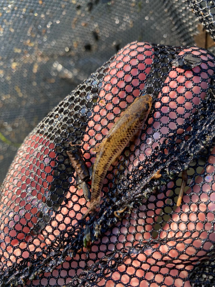 しーまい tweet media