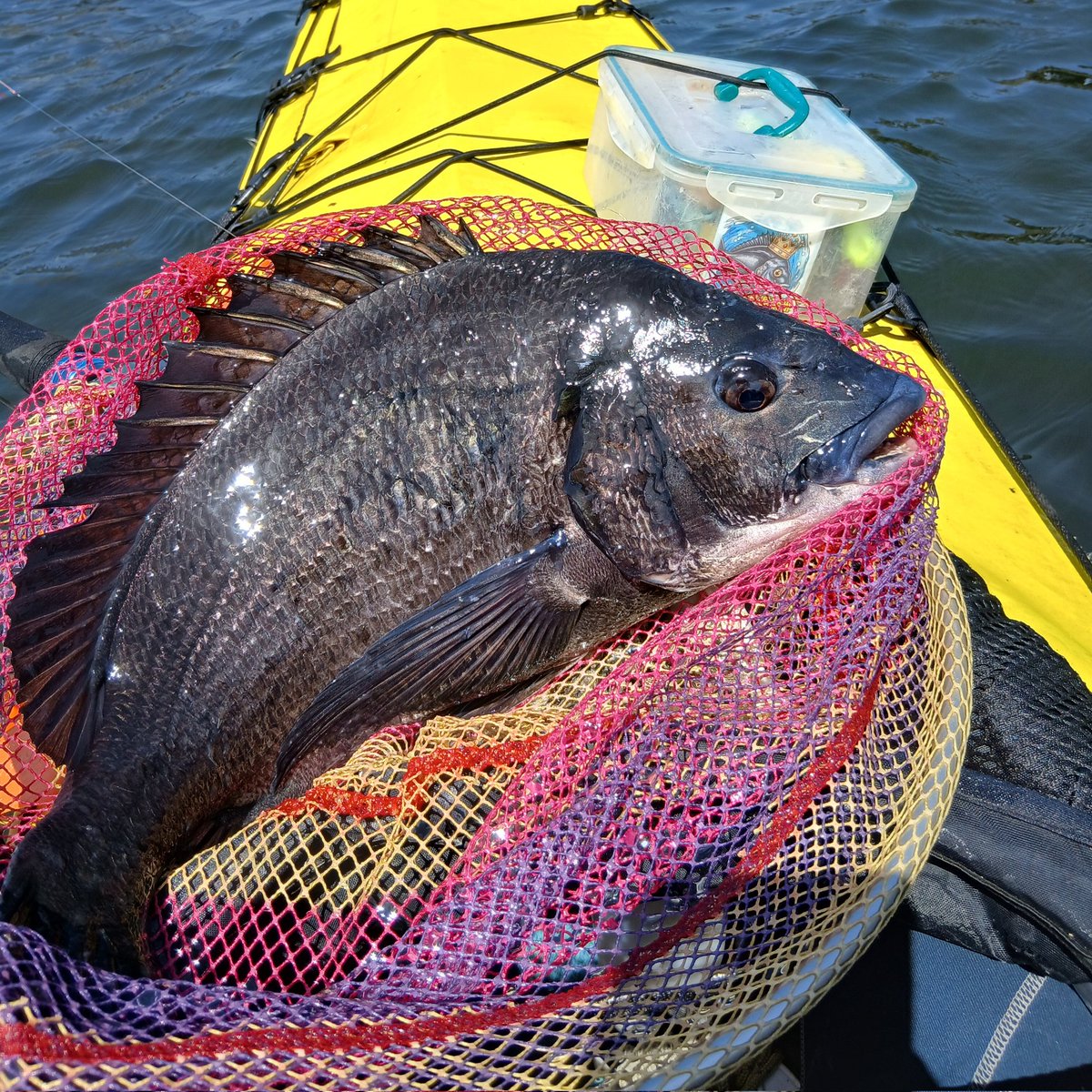 カヤック修行旅(けん) tweet media