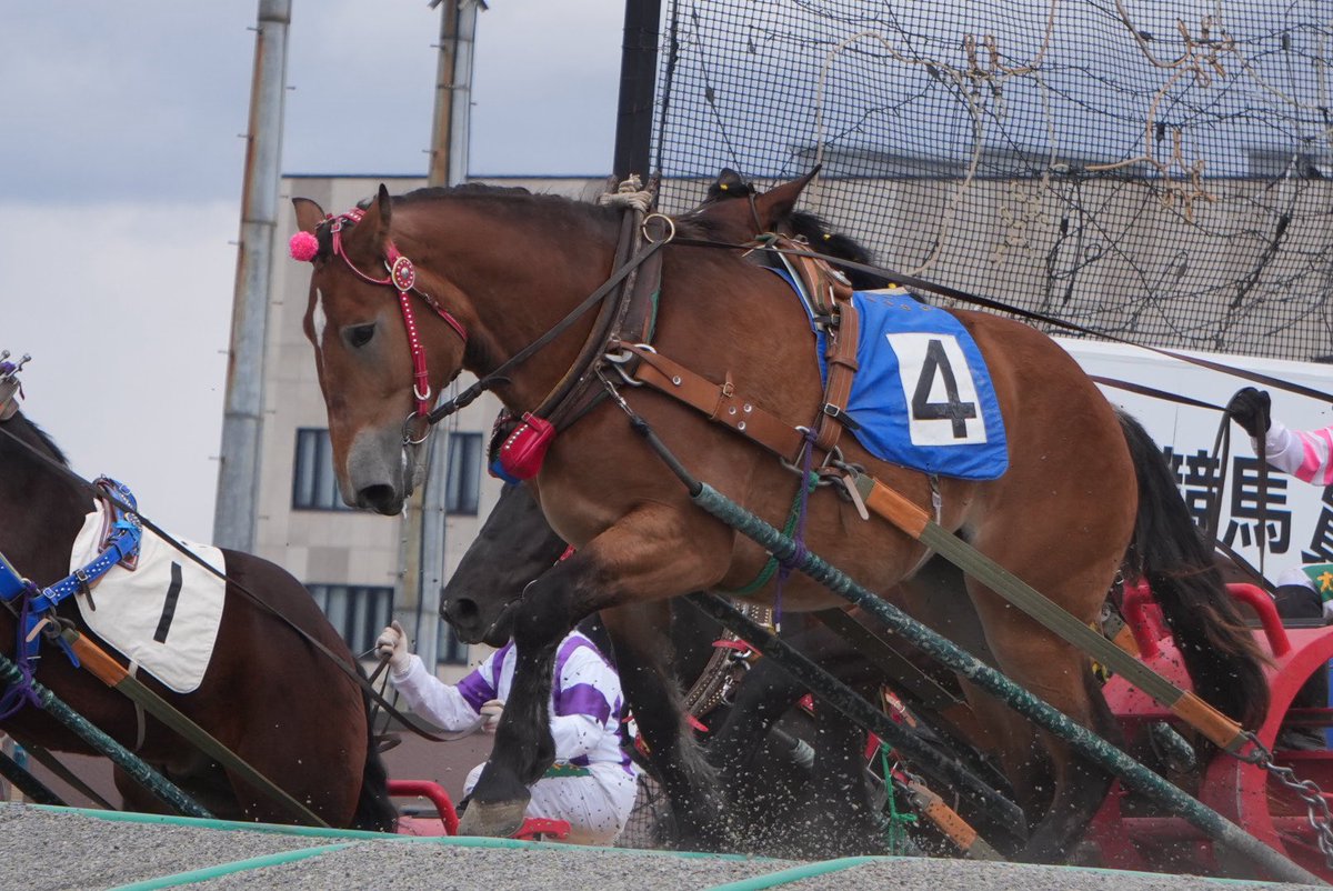 ベラジオファミリー応援団 tweet media