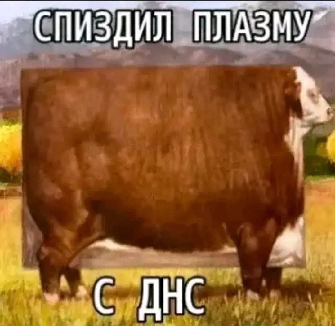 A RX🇷🇺 tweet media