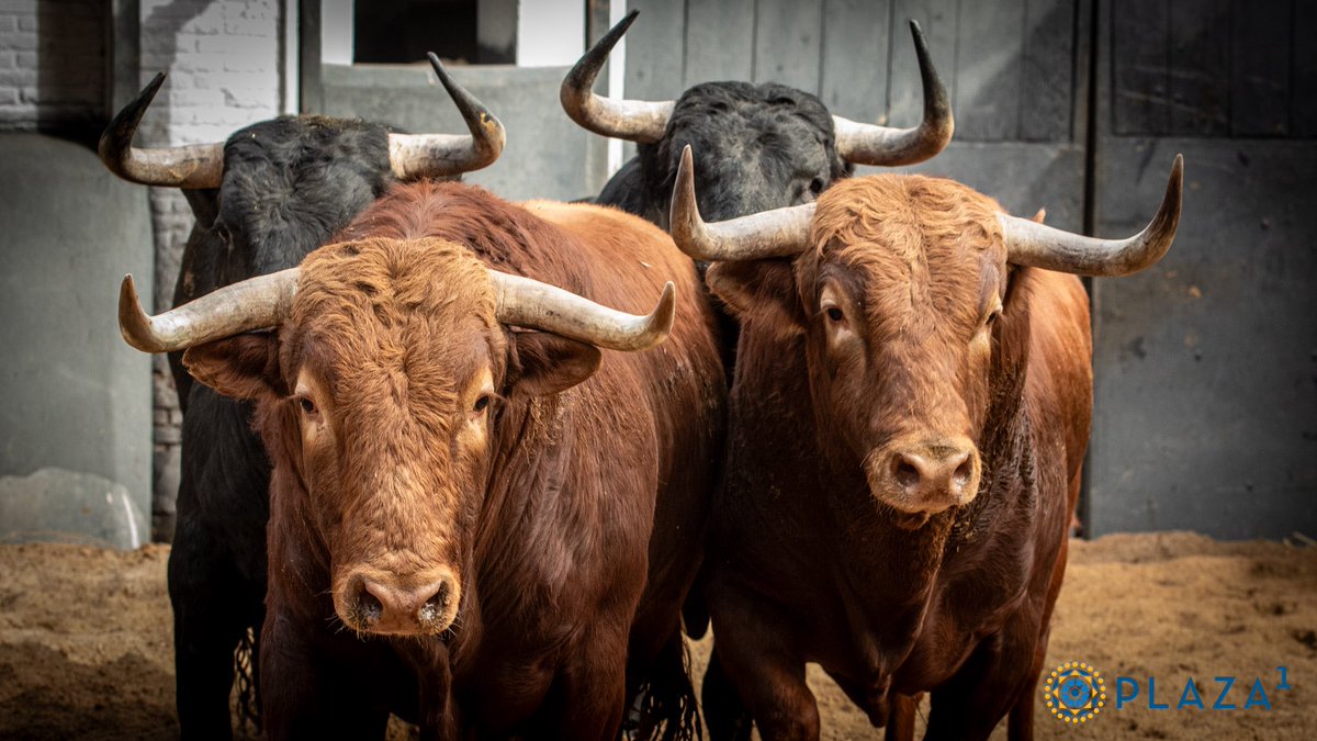 Manolo Herrera tweet media