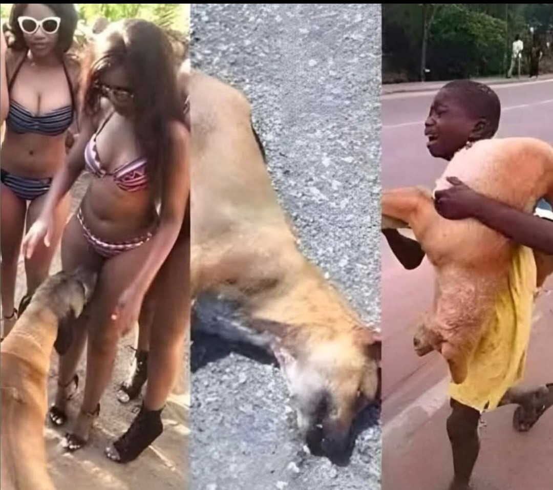 FACHAZOi🇪🇦 tweet media