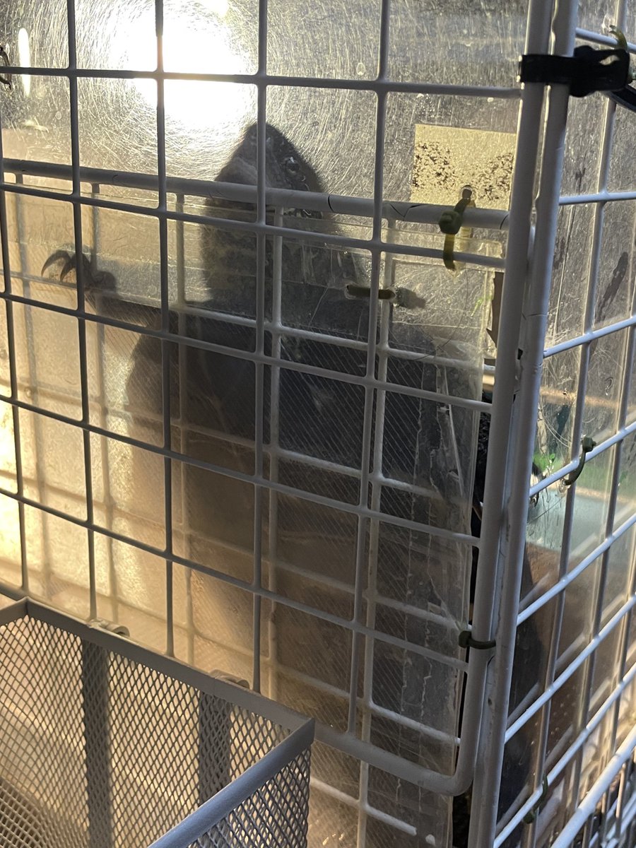 じょんそん tweet media