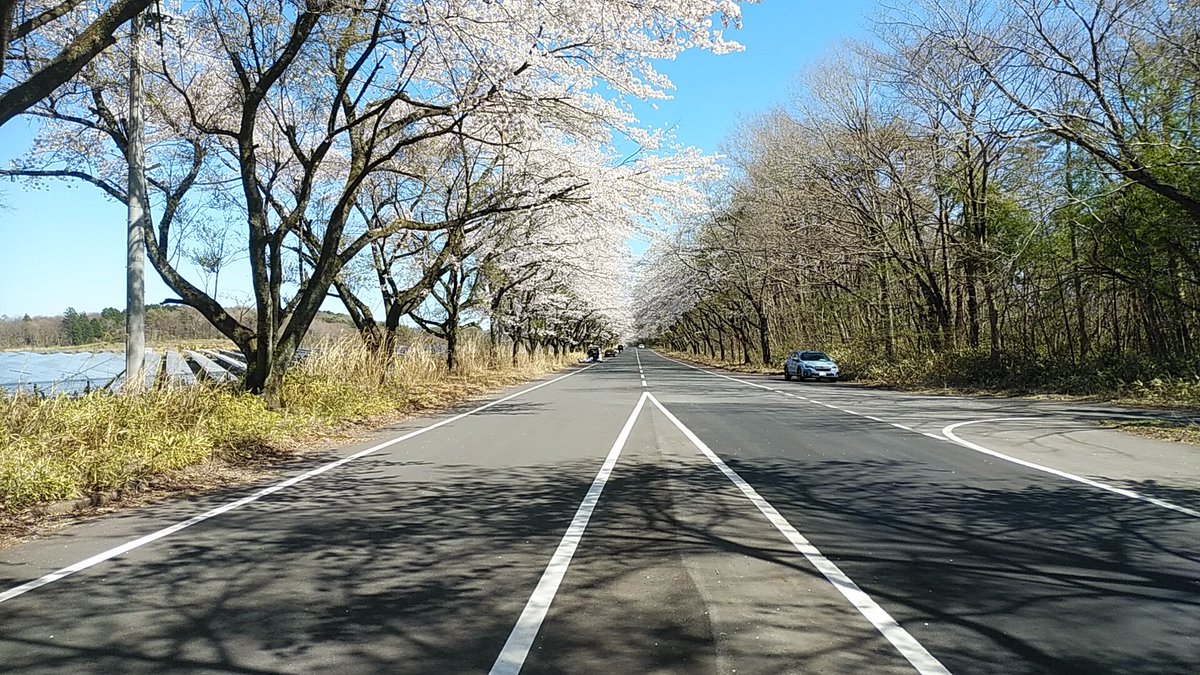 bell_tree_46's tweet photo. 今日は桜スポット4箇所巡りドライブ🚙
那須芦野の山桜🌸～西郷村台上道路の桜並木🌸～白坂工業団地の桜公園🌸～夕暮れの南湖公園🌸
たくさん歩いてどこも見頃で今しかない風情をたっぷり堪能できて満足満足🤗
#桜
#リヴァイアドライブ https://t.co/UaQyc9ww7Z