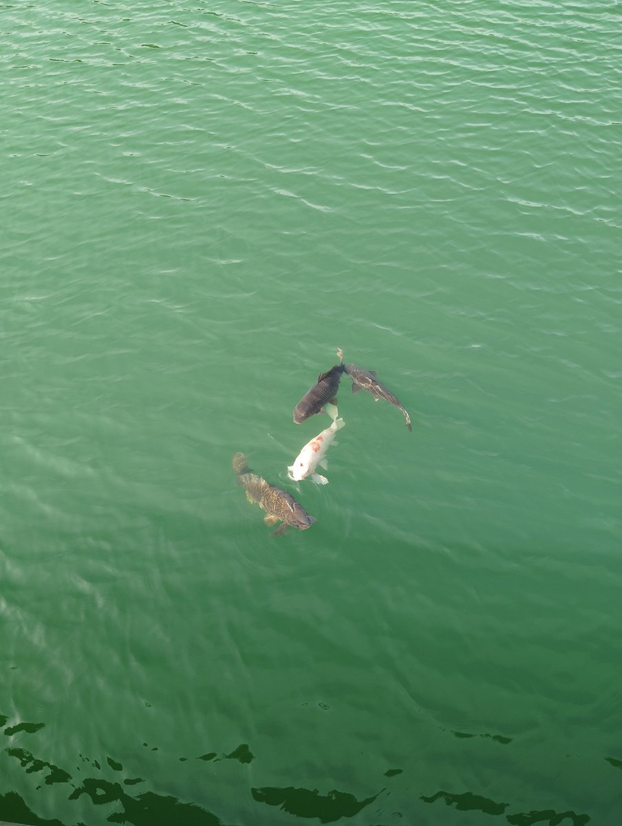 のあん tweet media