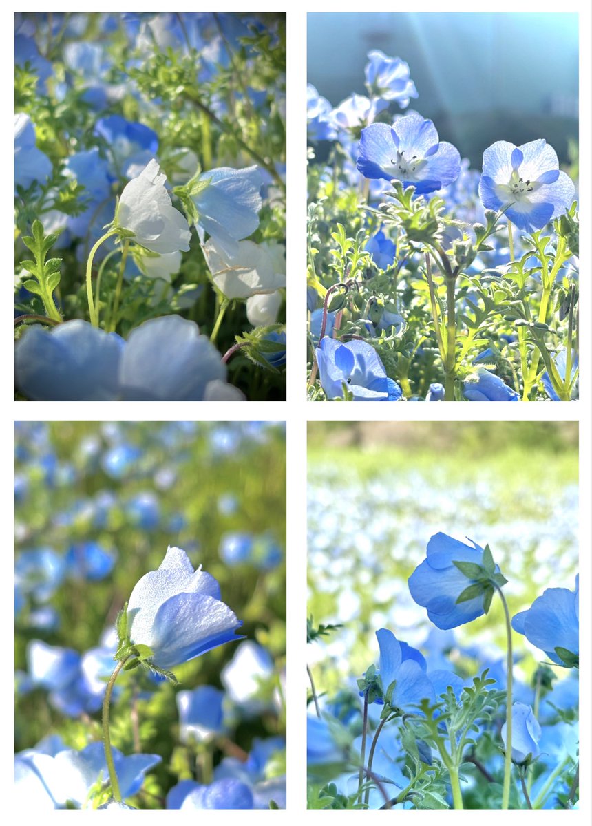 itsallgoodsofar's tweet photo. 早朝のネモフィラ畑🩵
#TLを花でいっぱいにしよう 
✼••┈┈┈┈••✼••┈┈┈┈••✼ https://t.co/YoYLcq9xCi