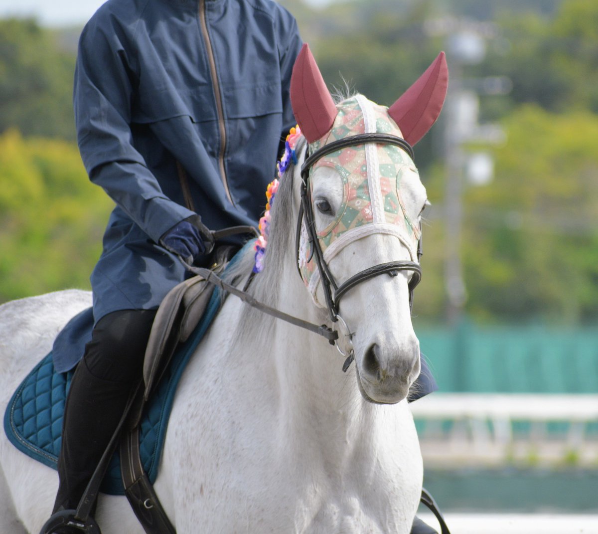 キリン tweet media