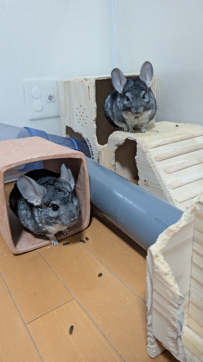 はなげさん tweet media