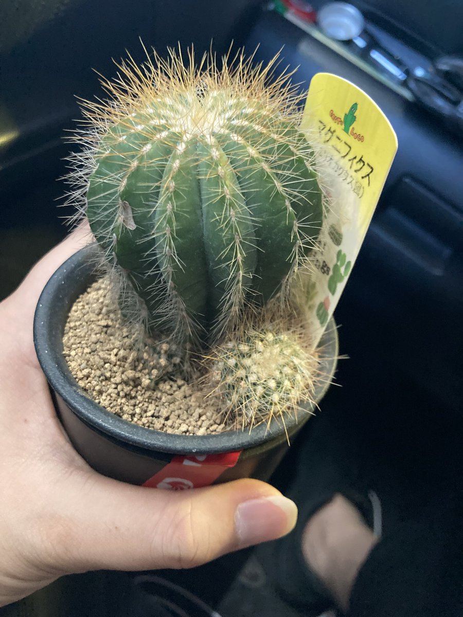 🌵