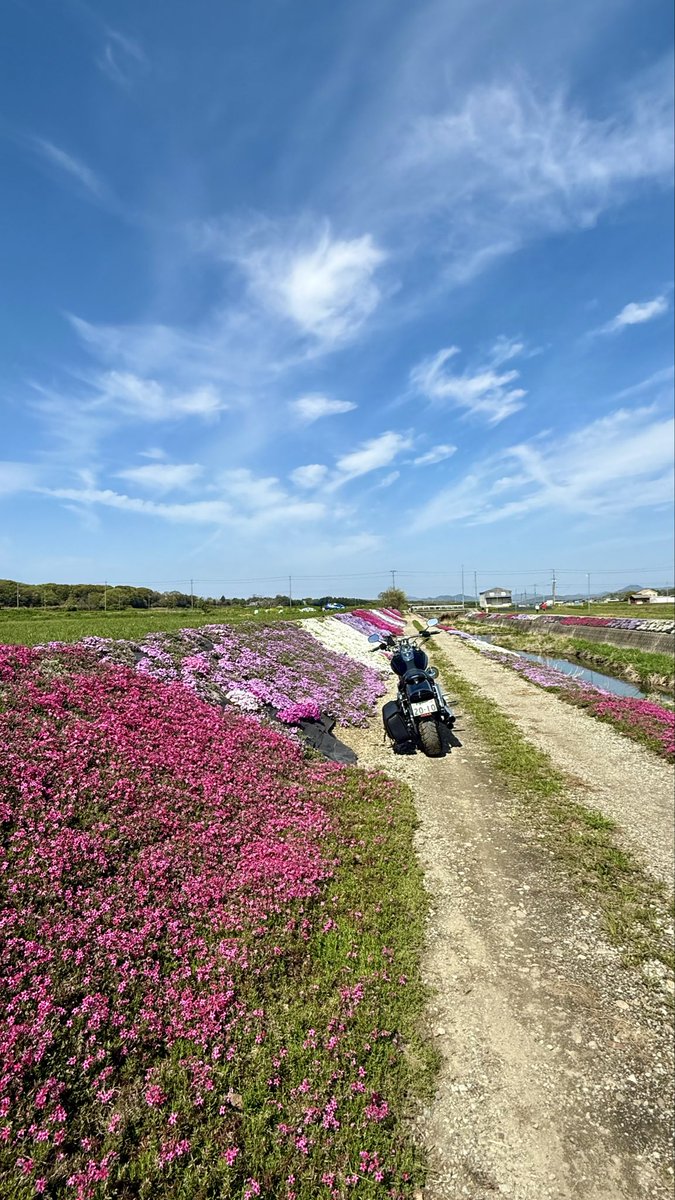 ボブさん tweet media