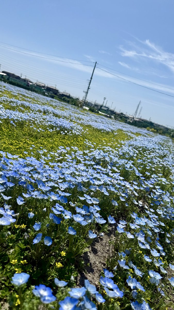 ボブさん tweet media