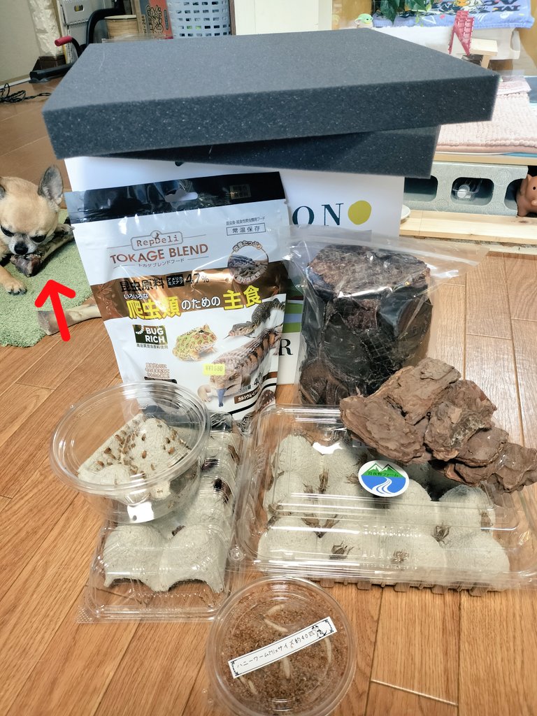 アメフクラガエルの星矢 tweet media