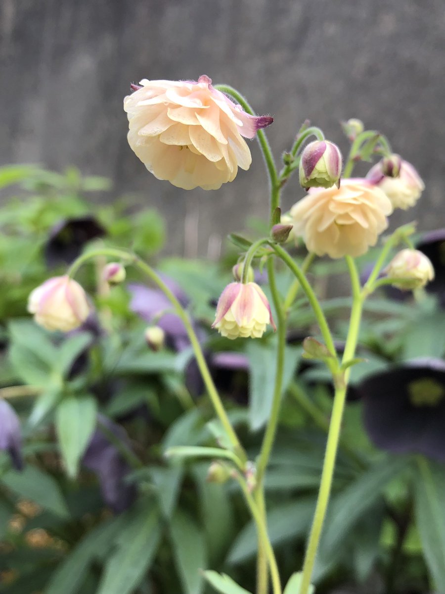 チミー🌹 tweet media