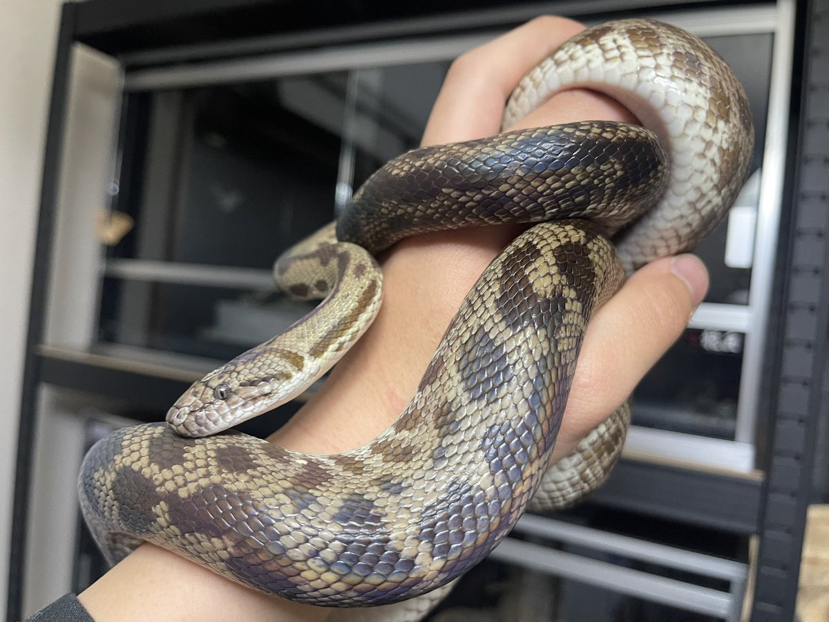 ビンタロちゃん tweet media