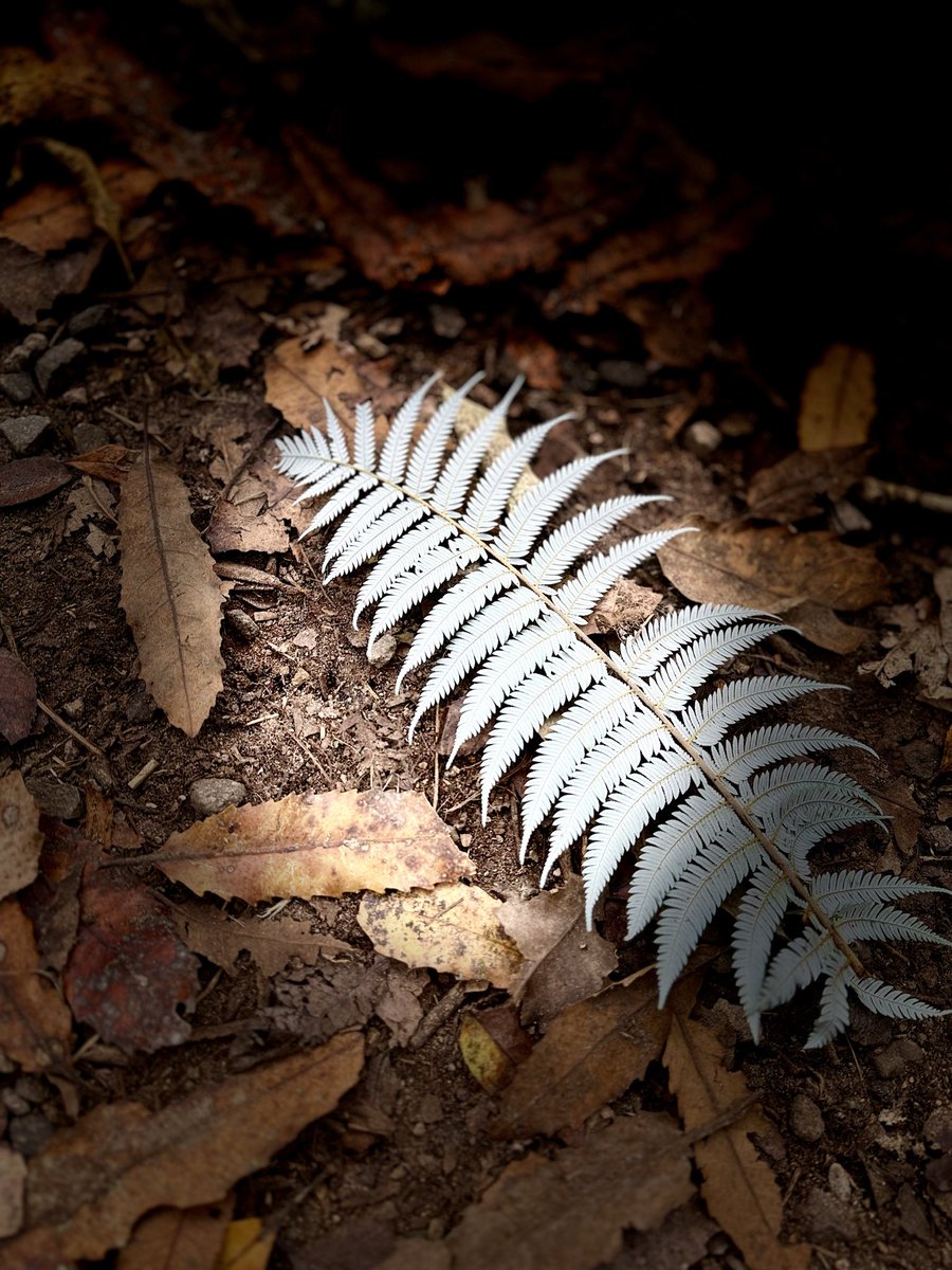 Neo — 🇳🇿🥝🦍📸 tweet media