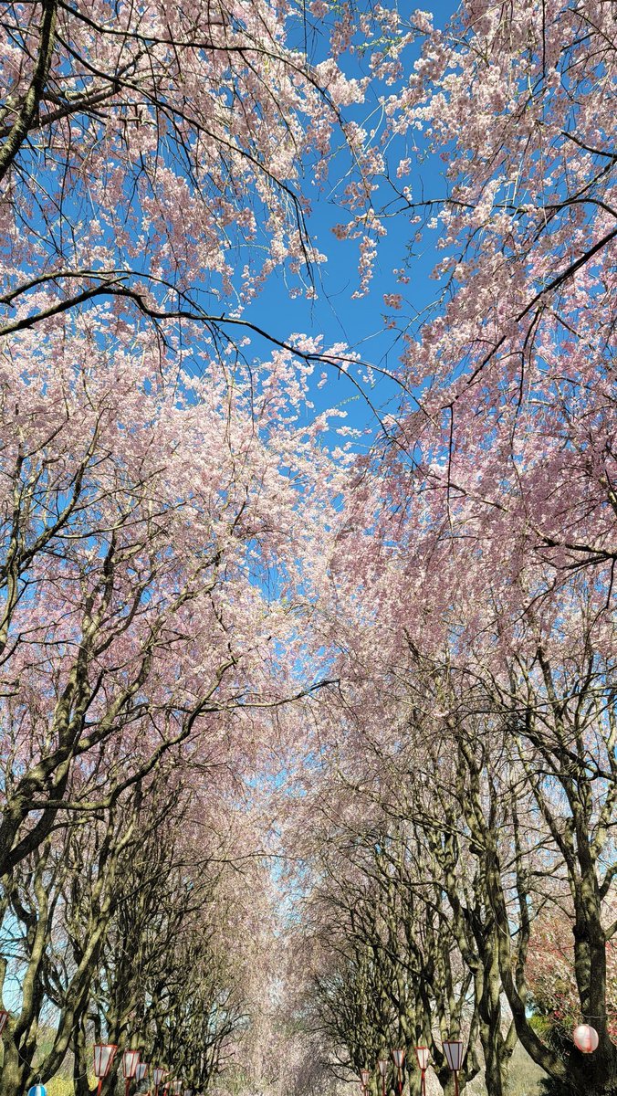beeepro's tweet photo. 右輪台山のしだれ桜、今がまさに見頃です🌸 https://t.co/Oy4HjUl3Ii
