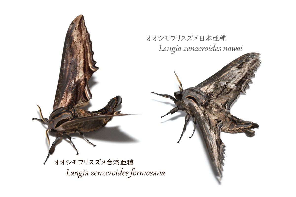 釜揚げしらす tweet media