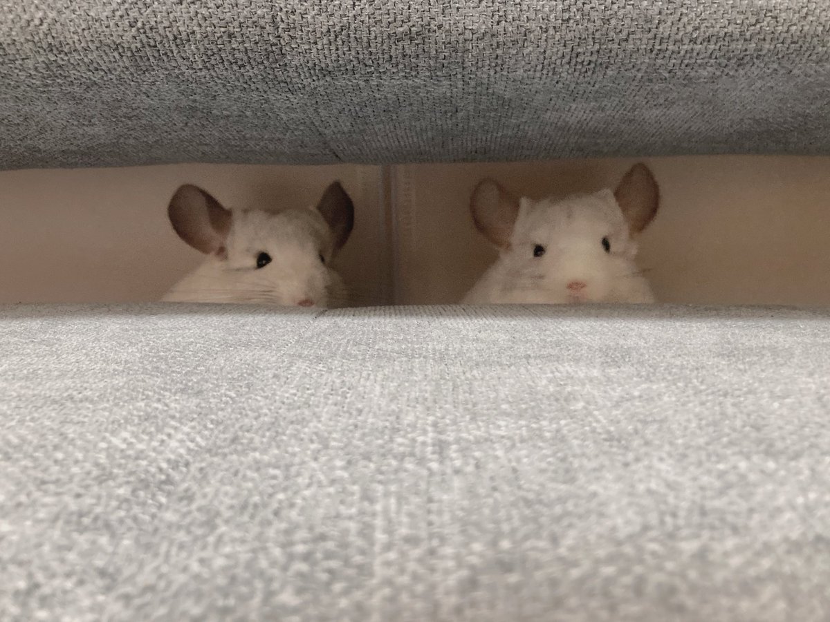 oisioisioi's tweet photo. 朝から部屋んぽしてる双子にもう帰るよって話しかけてる https://t.co/yP9mbCfbMI