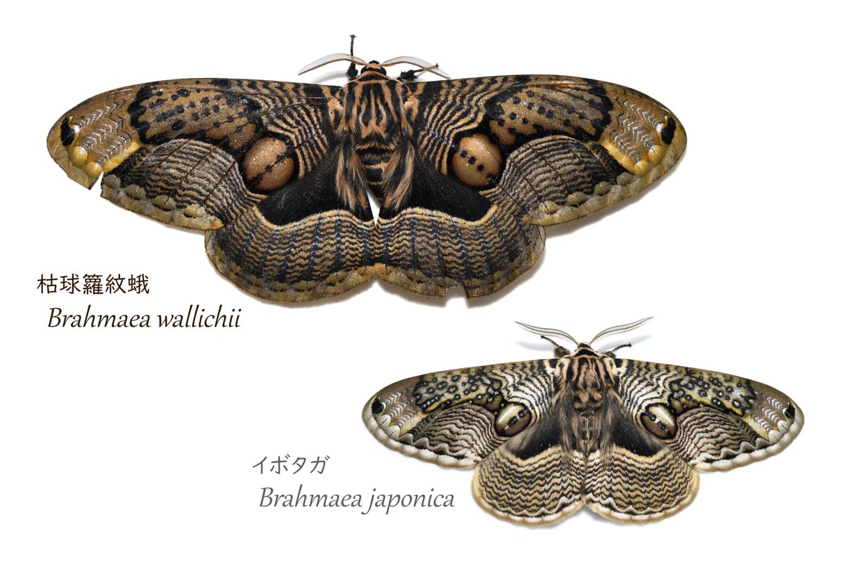 釜揚げしらす tweet media